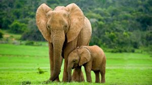 האם הפילים האפריקנים בייתו את עצמם?